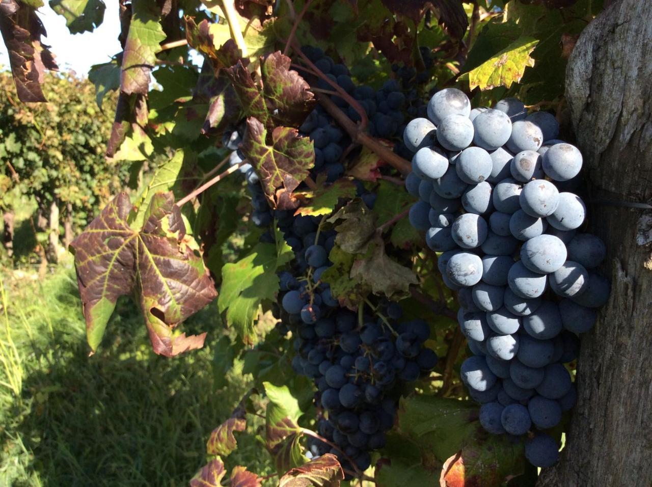 Alloggio Agrituristico Corte San Biagio Corno di Rosazzo Ngoại thất bức ảnh