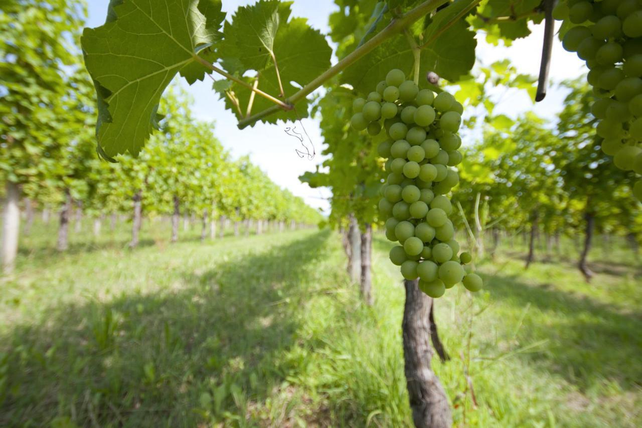 Alloggio Agrituristico Corte San Biagio Corno di Rosazzo Ngoại thất bức ảnh