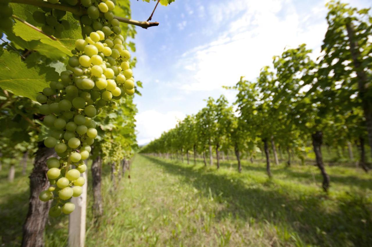 Alloggio Agrituristico Corte San Biagio Corno di Rosazzo Ngoại thất bức ảnh